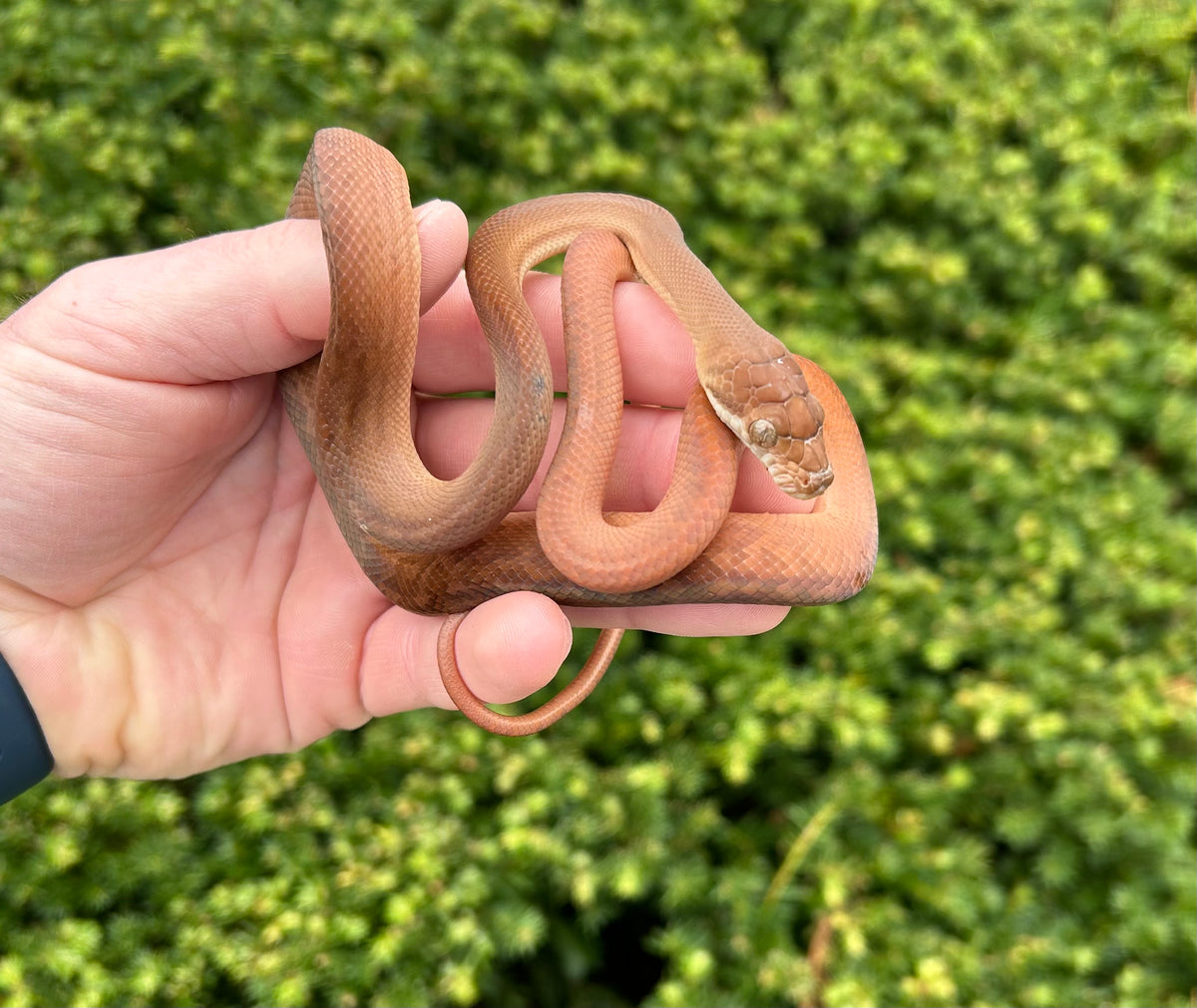 Small Red Python's Baby Red Scrub Python (Female) – Scales and Tails of Ohio