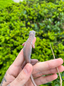 Baby Snow Iguana