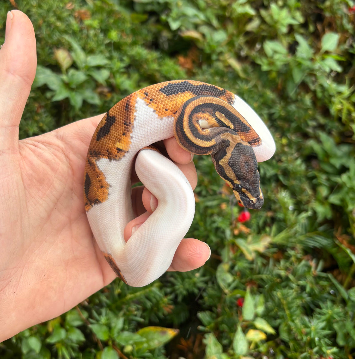 Baby Pied Ball Python (Male 3) – Scales and Tails of Ohio