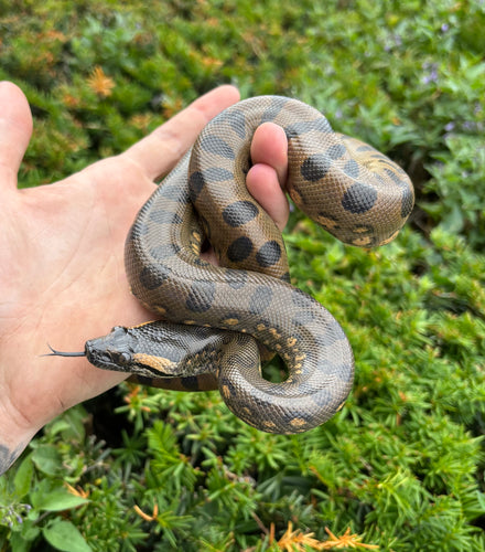 Baby Green Anaconda (Female 3)
