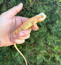 Load image into Gallery viewer, Baby ‘High-Red’ Albino Iguana