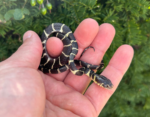 Baby Axanthic Indonesian Mangrove Snake