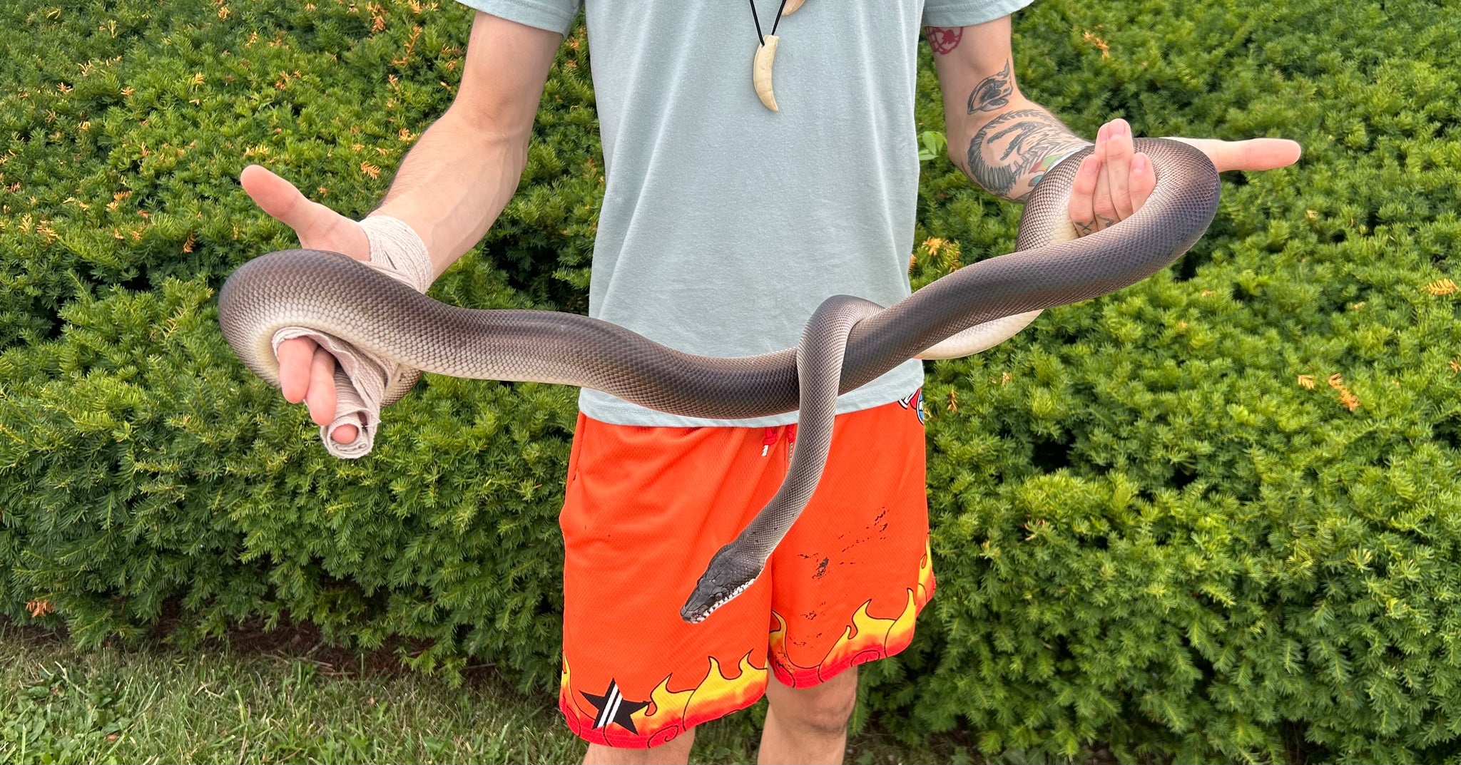 Adult Southern Black White-Lipped Python (Male 2) – Scales and Tails of ...