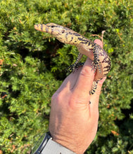 Load image into Gallery viewer, Juvenile Asian Water Monitor (4)