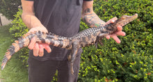 Load image into Gallery viewer, Juvenile Cuvier's Dwarf Caiman