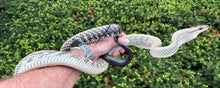 Load image into Gallery viewer, Adult Black-Tailed Jansen’s Ratsnake