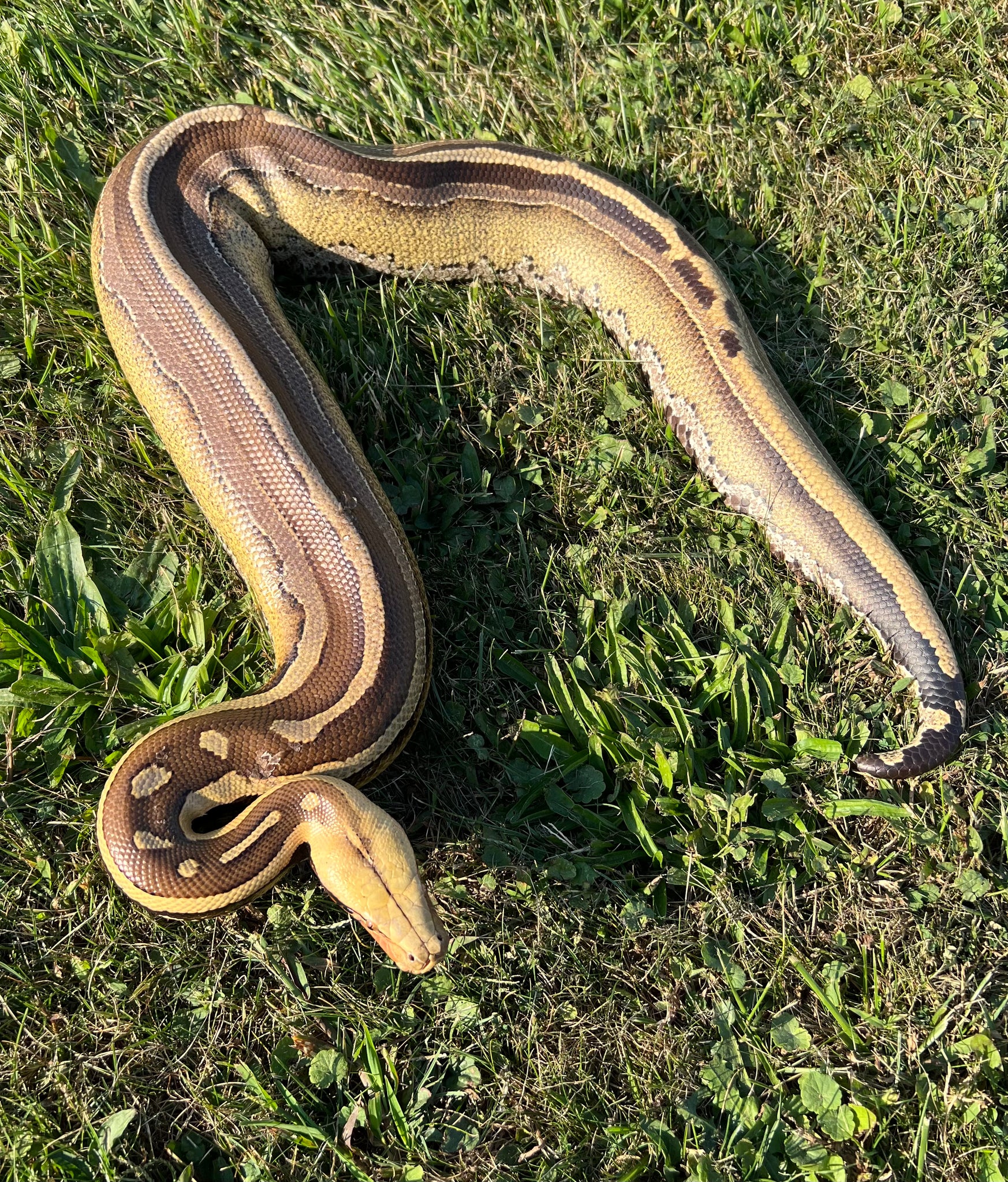 Borneo Python Vs Blood Python Adult Sideswipe Borneo Blood Python (Male) β Scales and Tails of Ohio