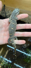 Load image into Gallery viewer, Baby Black Throat Monitor (1)