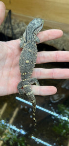 Baby Black Throat Monitor (1)