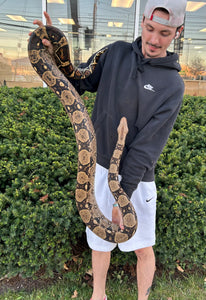 XL Adult Columbian Red-Tailed Boa Constrictor (Female)