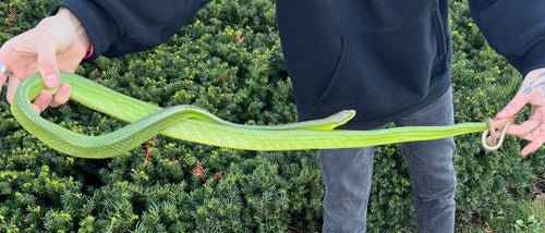 Adult Red Tailed Green Ratsnake (Female)