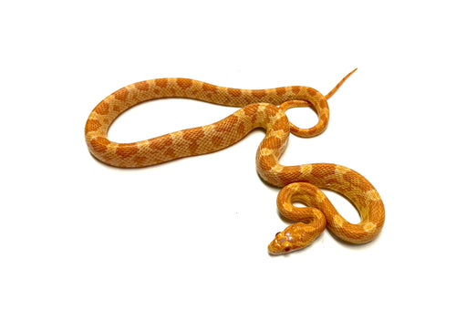 Juvenile Sunkissed Corn Snake (Male)