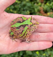 Load image into Gallery viewer, Juvenile Fantasy Pacman Frog