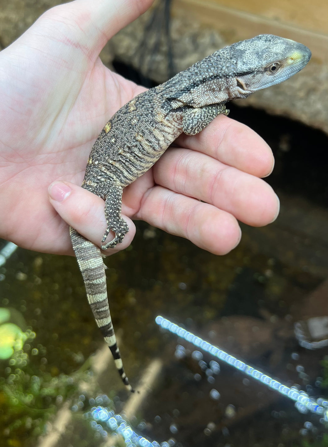 Baby Black Throat Monitor (1)