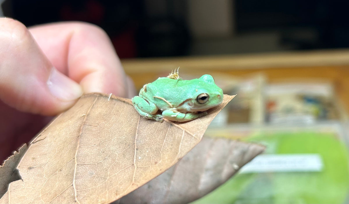 Baby Blue White’s Tree Frogs – Scales and Tails of Ohio