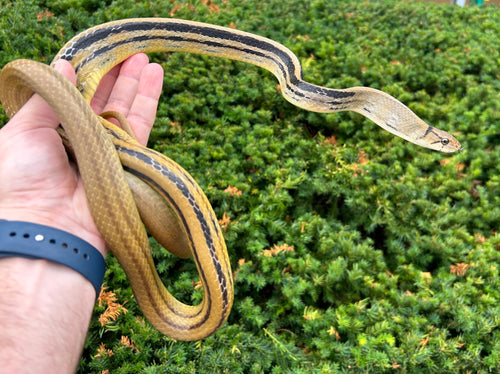 Adult Radiated Ratsnake (Female 1)