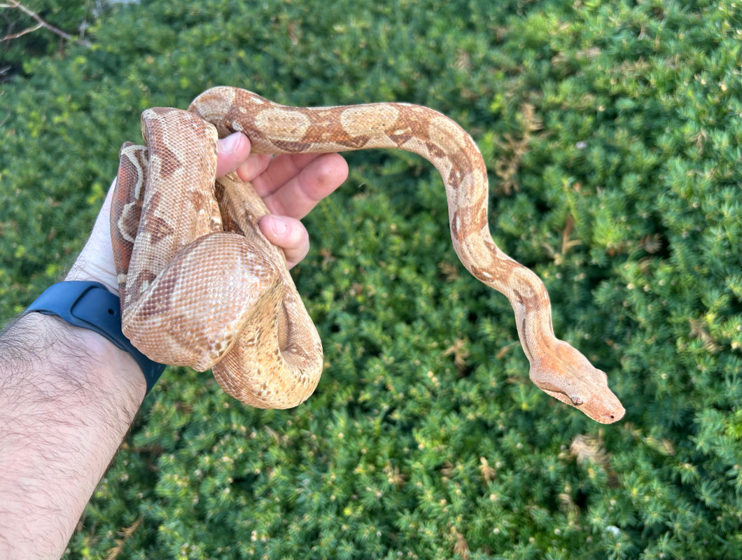 Adult T+ Albino Central American Boa (Male)