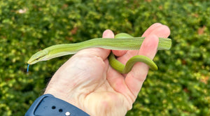 Baby Malaysian Red-Tailed Green Ratsnake