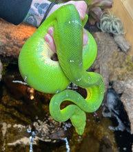 Load image into Gallery viewer, Adult Emerald Tree Boa (Proven Female)