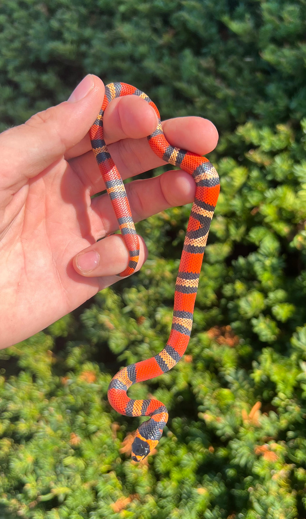 Baby Honduran Milksnake
