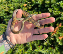 Load image into Gallery viewer, Sub-Adult Jeweled Racer (Male)