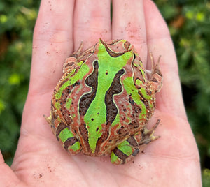 Fantasy pacman 2024 frog for sale