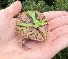 Load image into Gallery viewer, Juvenile Fantasy Pacman Frog