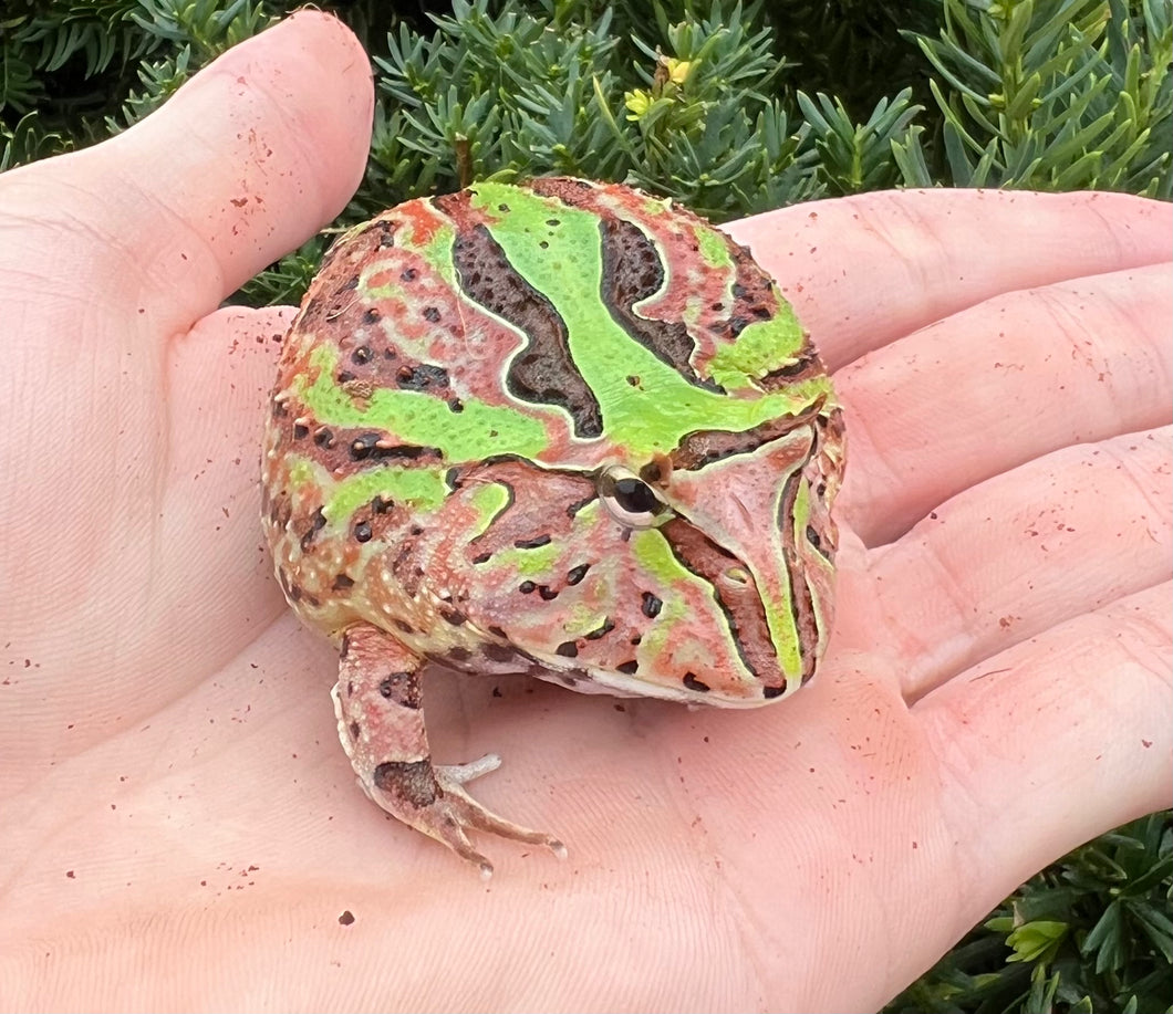 Juvenile Fantasy Pacman Frog