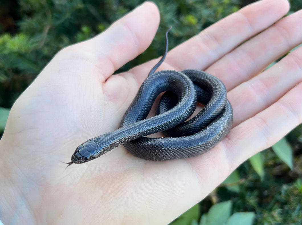 Juvenile Mexican Black Kingsnake (Female)