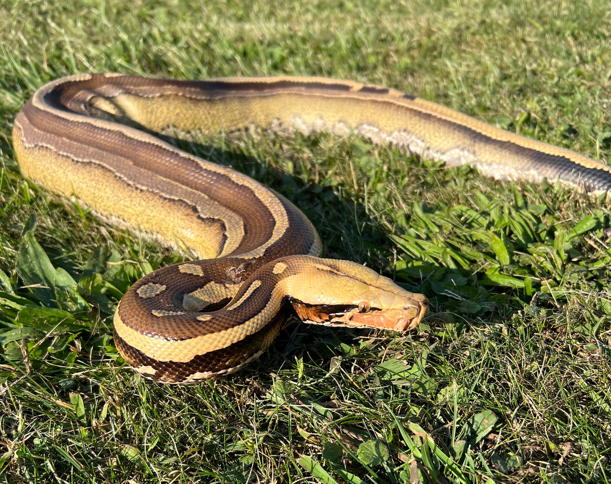 Adult Sideswipe Borneo Blood Python (Male) – Scales and Tails of Ohio