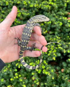 Baby Ornate Nile Monitor
