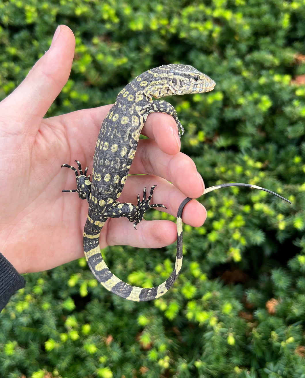 Baby Ornate Nile Monitor