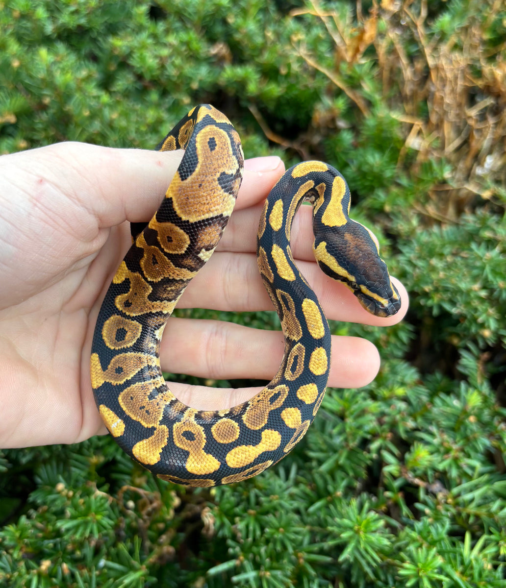 Baby Yellow Belly Ball Python – Scales and Tails of Ohio