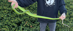 Adult Malaysian Red Tailed Green Ratsnake (Male)