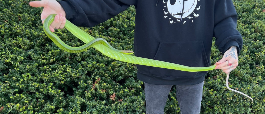Adult Malaysian Red Tailed Green Ratsnake (Male)