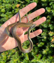Load image into Gallery viewer, Sub-Adult Jeweled Racer (Male)