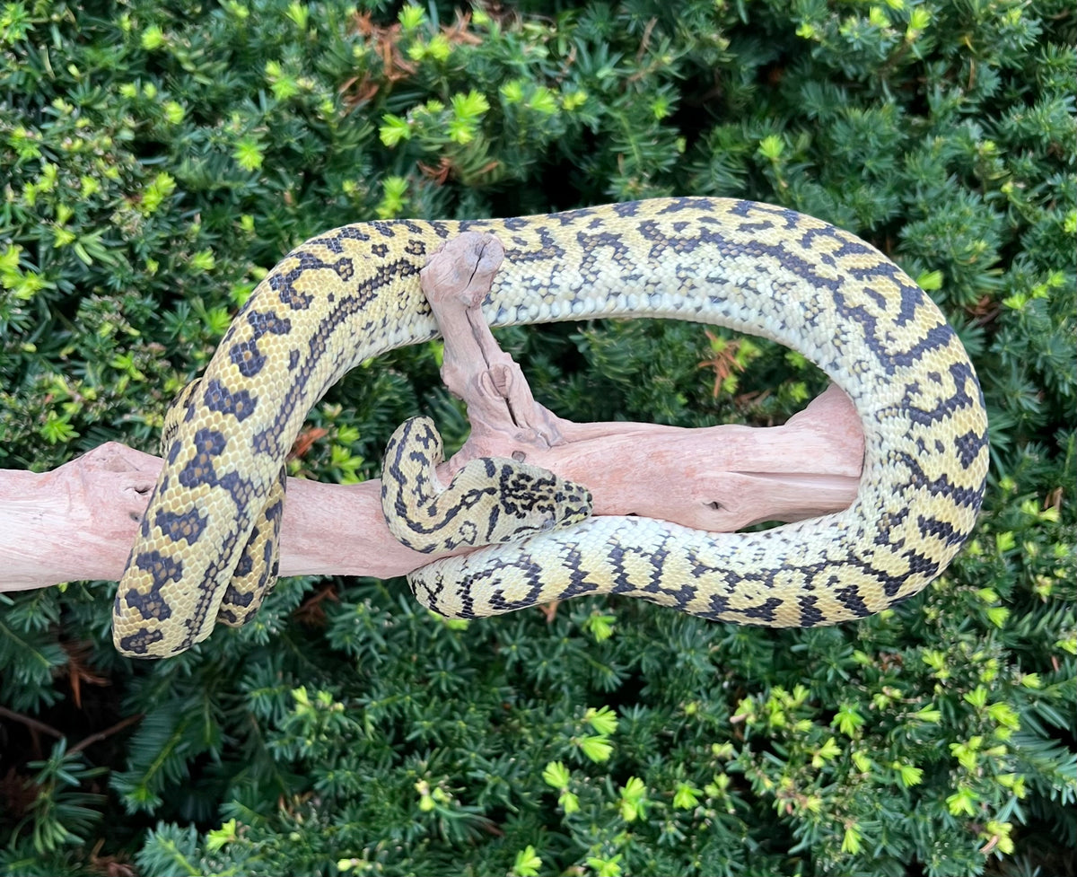 Zebra Diamond Python Sub-Adult Zebra Diamond Jungle Jaguar Carpet Python (Male) – Scales and ...
