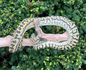 Sub-Adult Zebra Diamond Jungle Jaguar Carpet Python (Male)