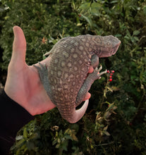 Load image into Gallery viewer, Sub-Adult Savannah Monitor