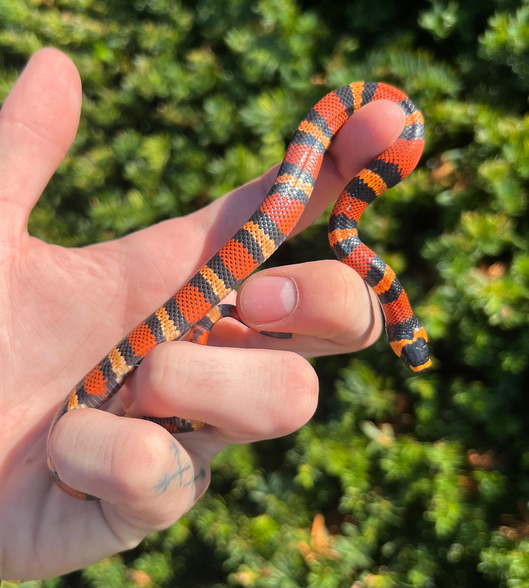 Baby Honduran Milksnake (Female 3)