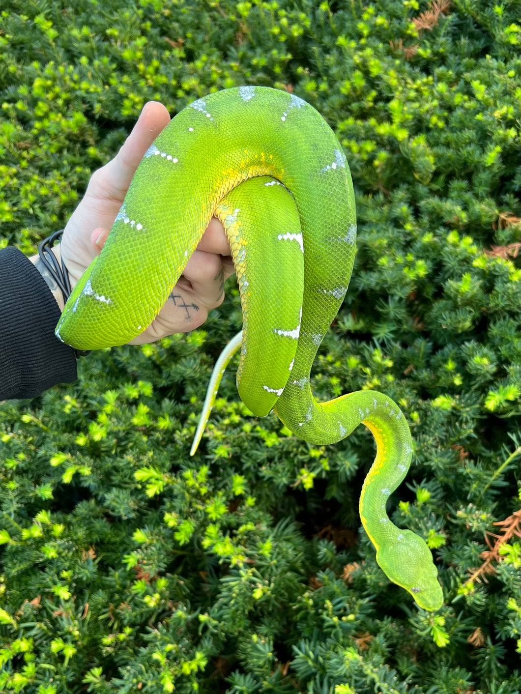 Adult Emerald Tree Boa (Male 1)