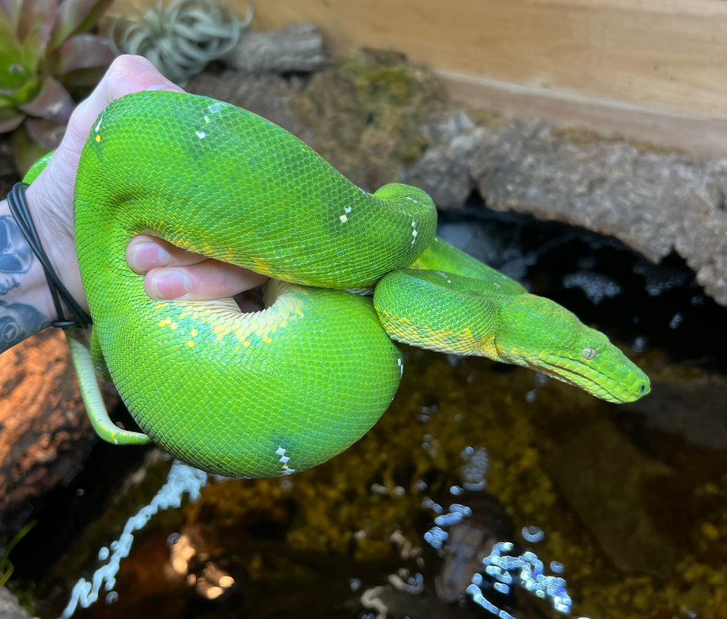 Adult Emerald Tree Boa (Proven Female)