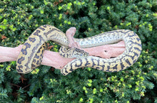 Load image into Gallery viewer, Sub-Adult Zebra Diamond Jungle Jaguar Carpet Python (Male)