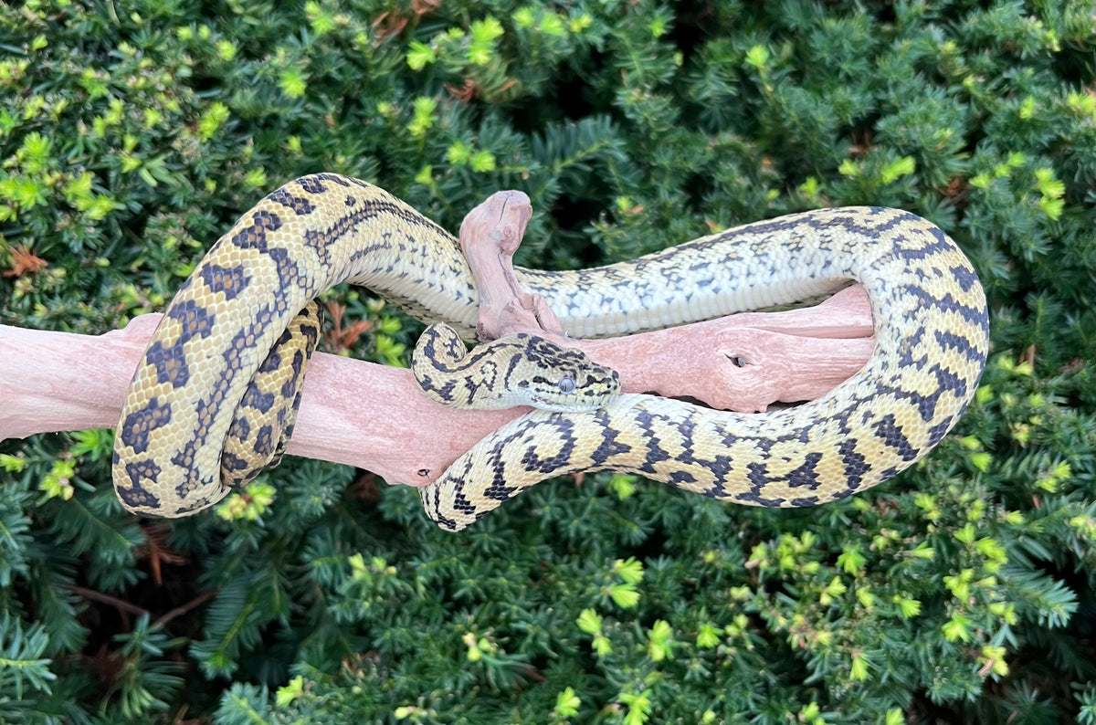 Zebra Diamond Python Sub-Adult Zebra Diamond Jungle Jaguar Carpet Python (Male) – Scales and ...