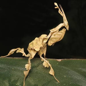 Ghost Mantis – Scales and Tails of Ohio