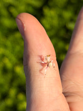 Load image into Gallery viewer, Orchid Mantis
