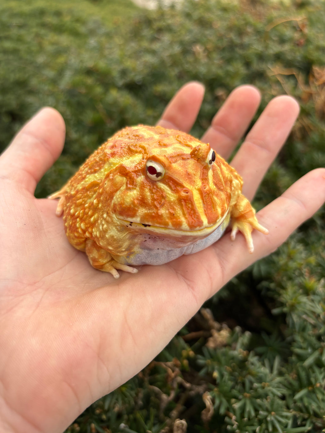 Sub-Adult Pac Man Frog (Male) – Scales and Tails of Ohio
