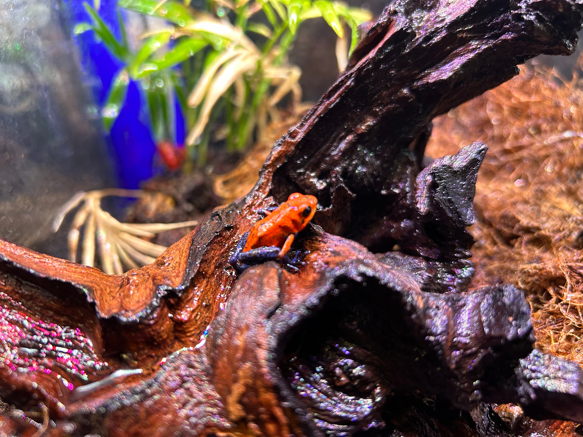 Strawberry BlueJean Dart Frog Scales and Tails of Ohio