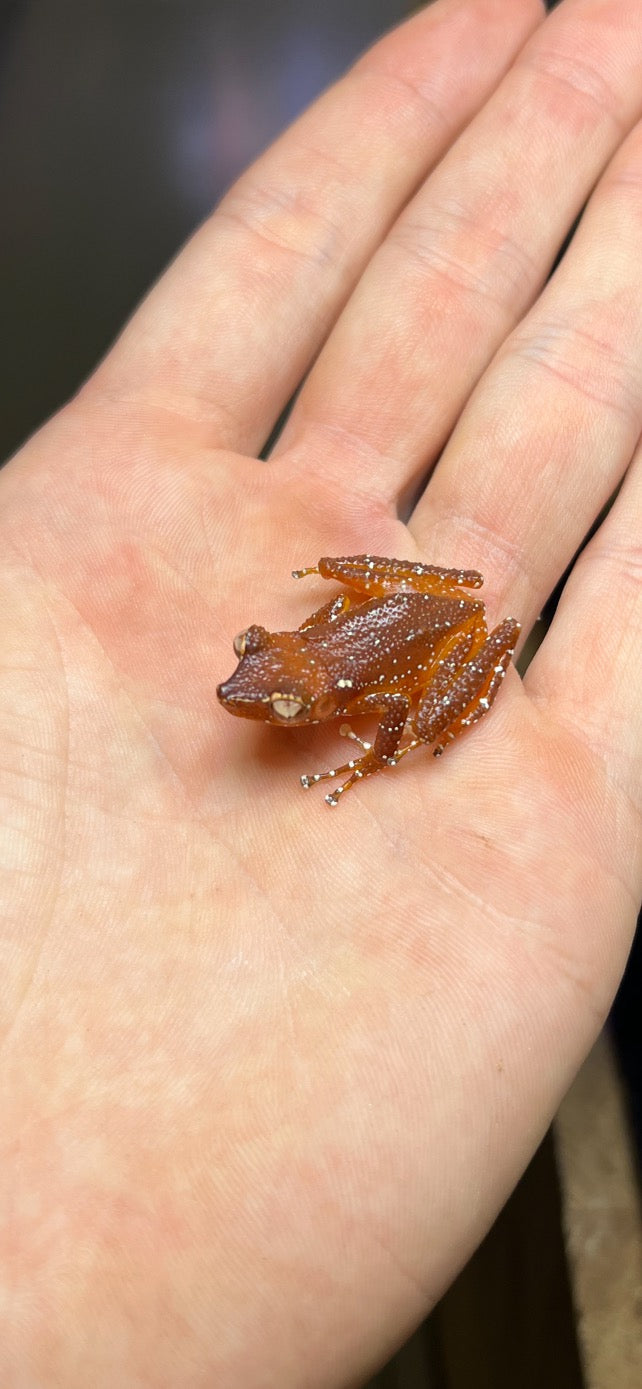 Cinnamon Tree Frog