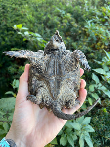 Small Alligator Snapping Turtle